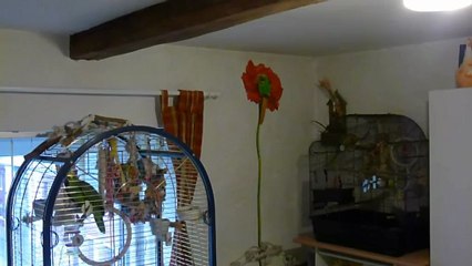 le récital de youka  a regarder après les 7 première minutes c est un diesel faut le temps qui démarre :)