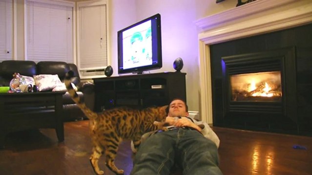 Cats are so Predictable #2 - Bothering Comfortable People Linus Cat Tips