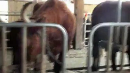 La traite...en salers!