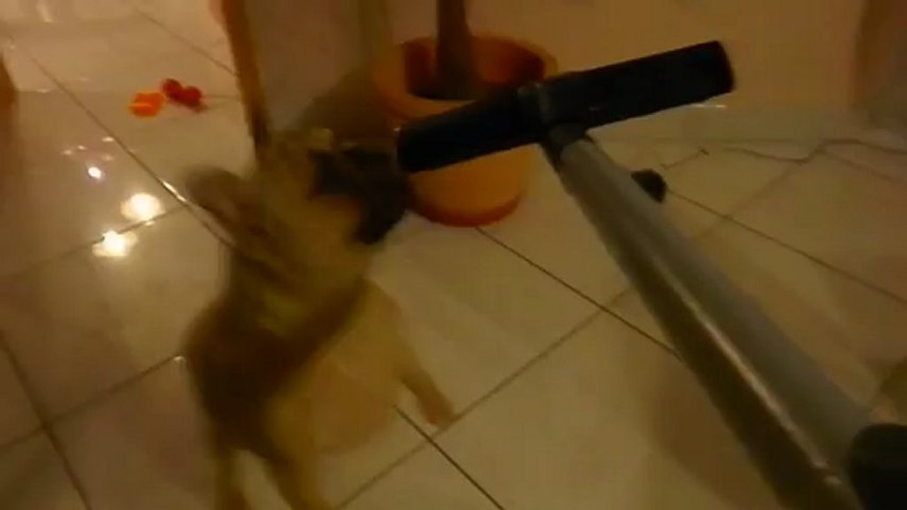 bouledogue contre aspirateur