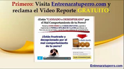 como enseñarle trucos a un perro