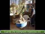 olivo bonsai - innesto a corona parte 2