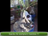 olivo bonsai - lavorazione completo
