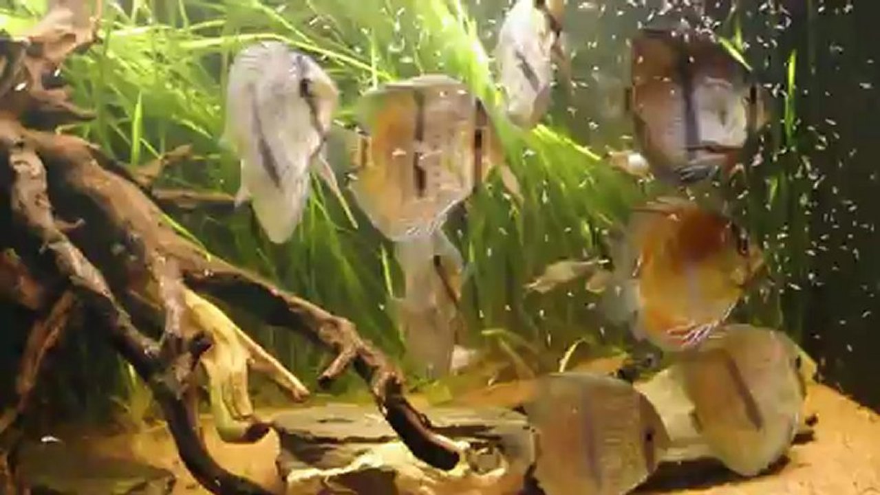 430 l Discus heckel video 1