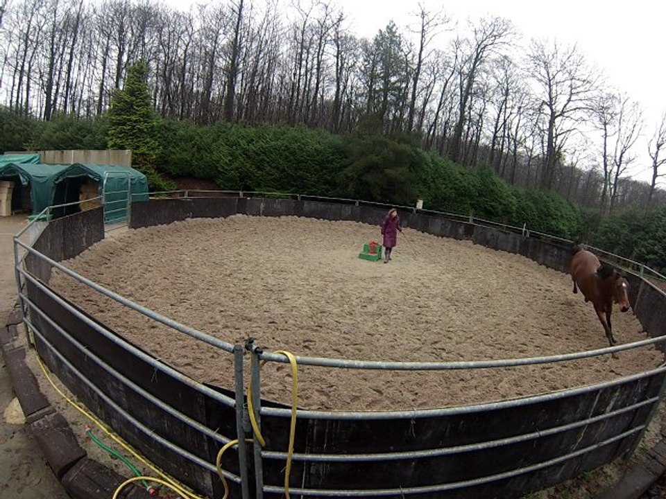 Séance d'éthologie en lib avec Princesse le 03/01/2013 partie 1