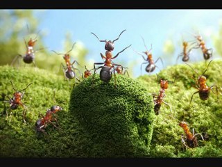 Les fourmis d'Andrey Pavlov
