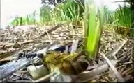 Hormigas asesinas: Documental