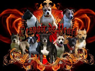 Breeding 2012 Boomer X Baccara - L'Espoir de Pearl