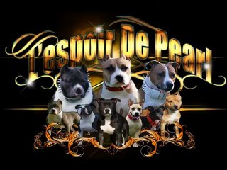 Breeding 2012 Boomer X Baccara - 1 mois - L'Espoir de Pearl