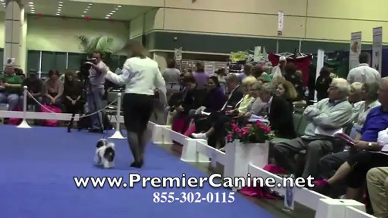Dog Rings and Arenas - 2012 AKC Dog Championships Orlando FL