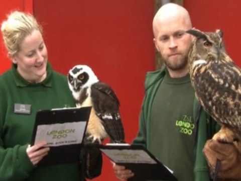 London Zoo Begins Mammoth Task Of Counting All Its Animals