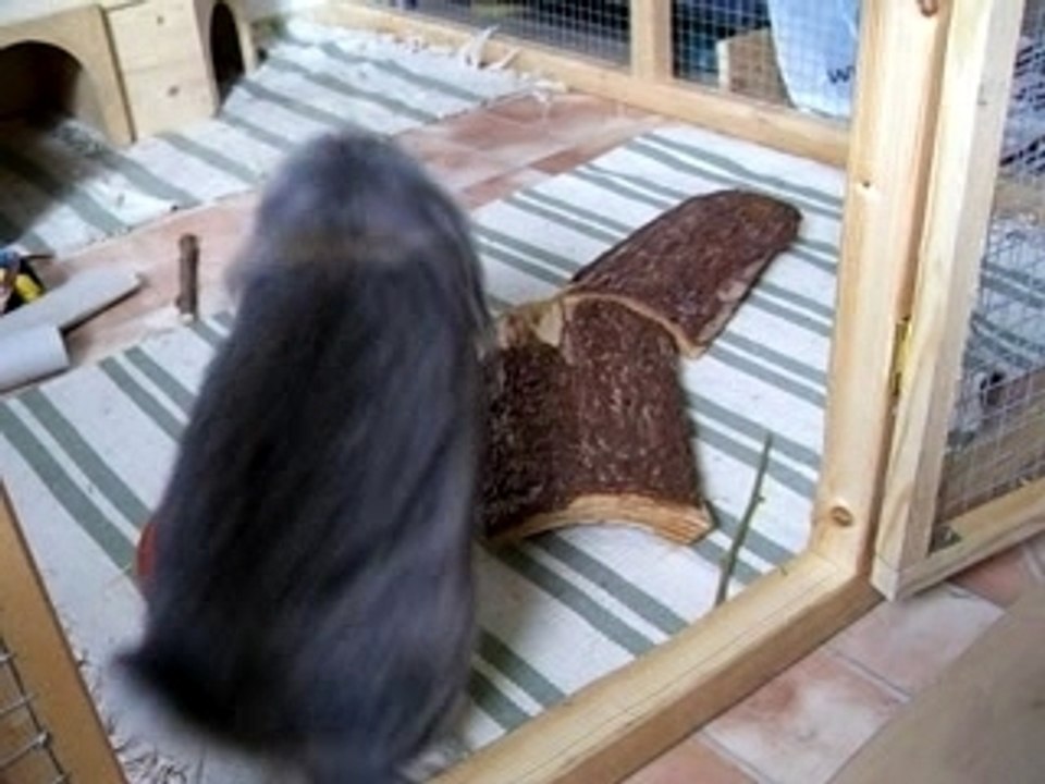 Samson und sein Leckerlie