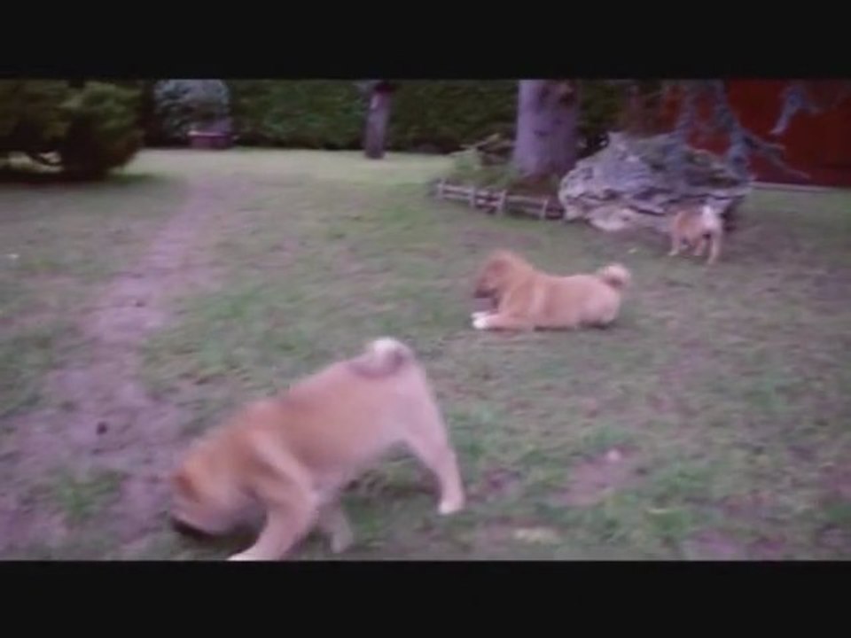 A litter of Shiba Inu ( EN subtitles )