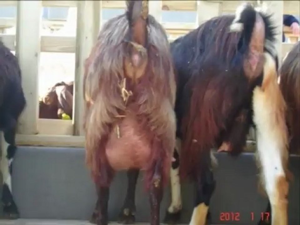 Damızlık halep kecileri satılık,halep kecileri cesitleri