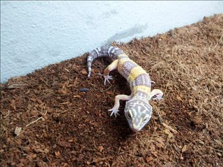 BIENVENIDO A REPTIL SHOP