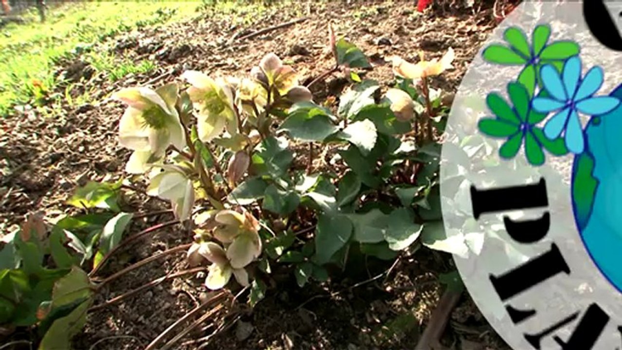 globeplanter - presentation de hellerbore ivory prince