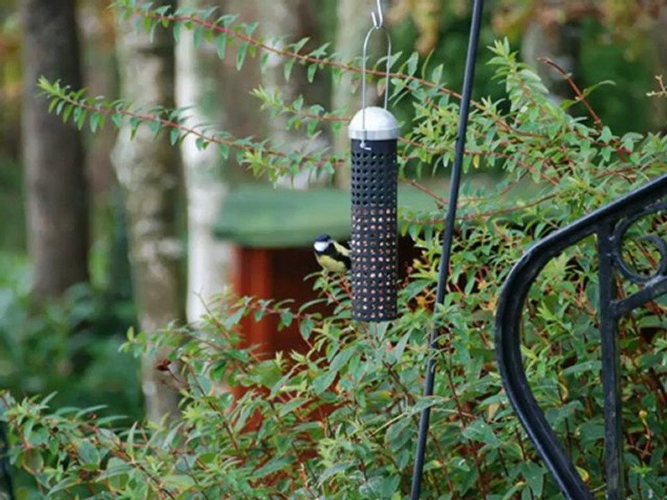 chant oiseaux jardin