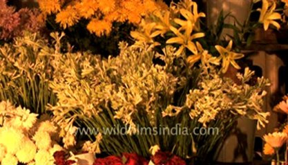 All soul day-flowers.flv