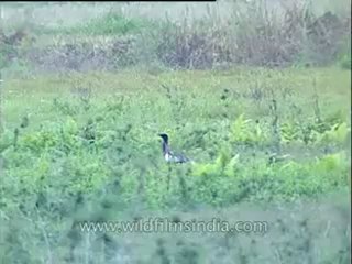 Assam-kaziranga-bird-mdv-1004.flv
