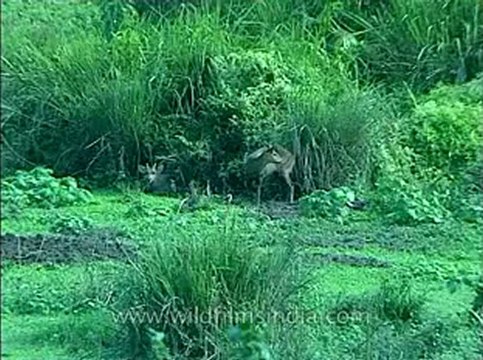 Assam-kaziranga-mdv-1002-15.flv