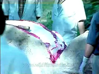 Assam-kaziranga-mdv-1002-3.flv