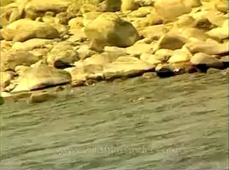 Assam-kaziranga-mdv-1003-5.flv