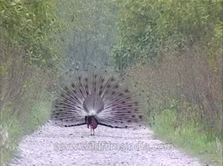 Assam-kaziranga-mdv-1004-2.flv