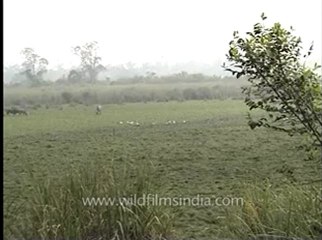Assam-kaziranga-mdv-883-1- 22.flv