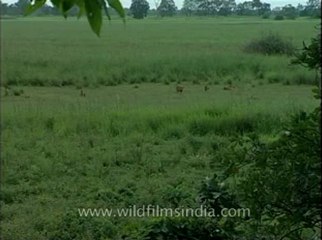Assam-mdv-631-6-10.flv