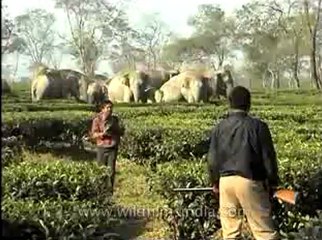 Assam-mdv-631-6-17.flv