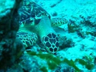 Tortue en plongee a Cozumel