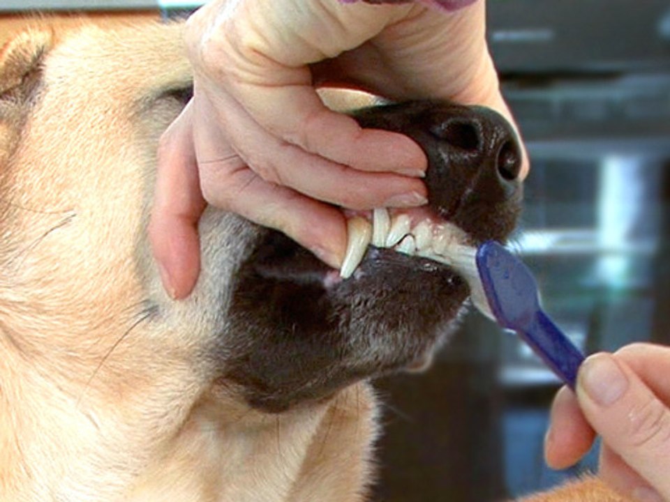 How To Brush A Dog's Teeth