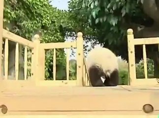 Les pandas s'amusent