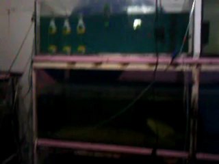 Video0058 hobihanem