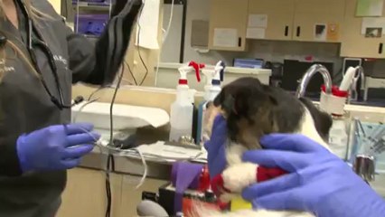 Welcome to Orange County Veterinary Specialists
