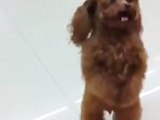 Adorable Poodle Walks On Hind Legs