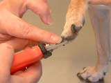 How To Clip Dog Nails