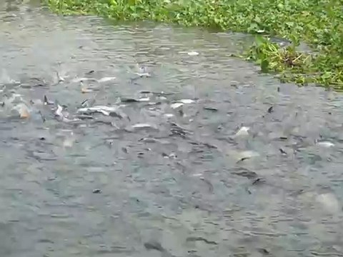 Banc de poissons sur le Chao Praya