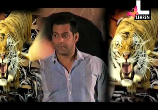 Salmans Costly Tiger