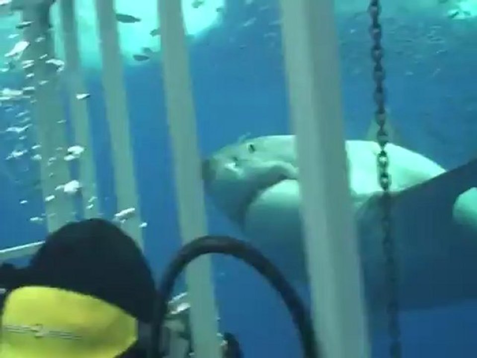 Un plongeur en cage rencontre un grand requin
