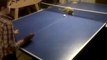 Un chat joue  au ping pong