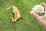 Un renard qui ramène la balle