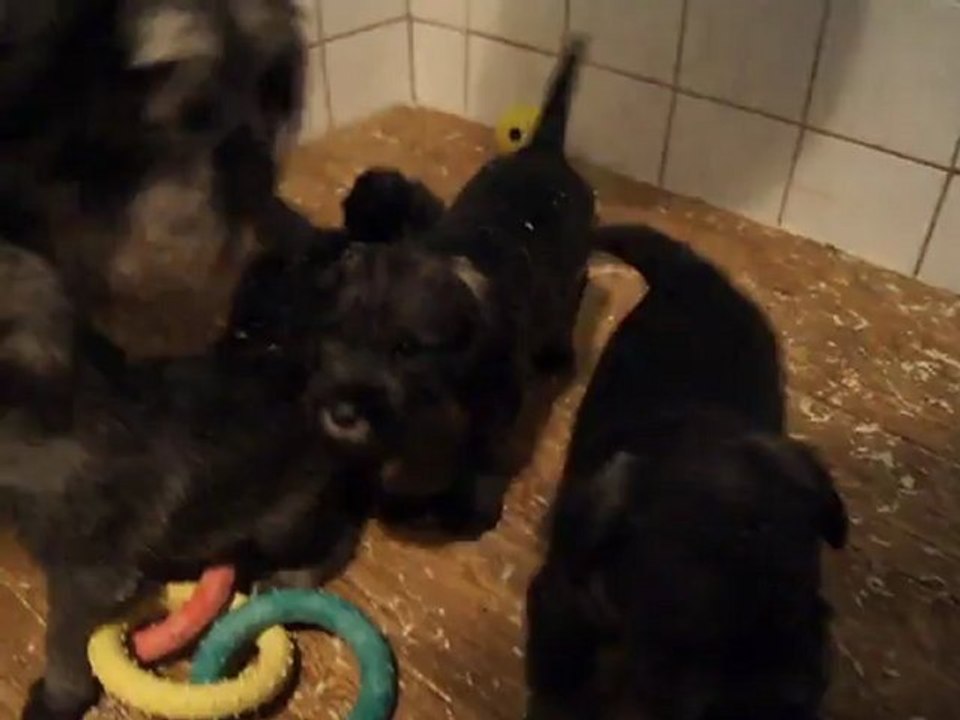 bébés schnauzers moyens