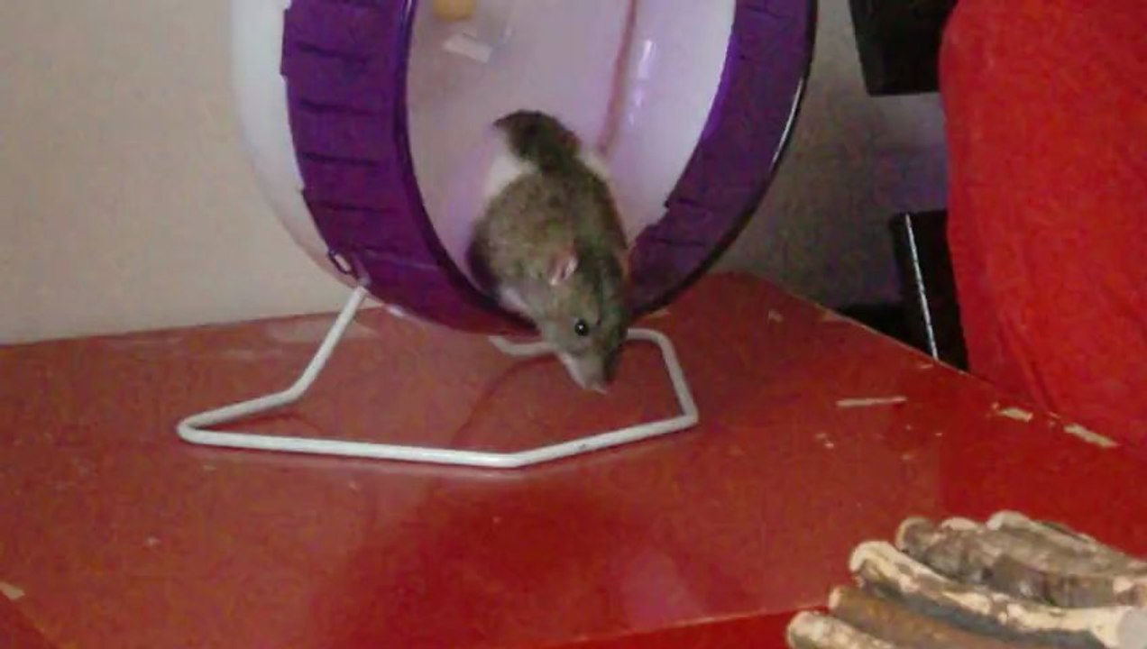 Bogdanoff fait de la roue
