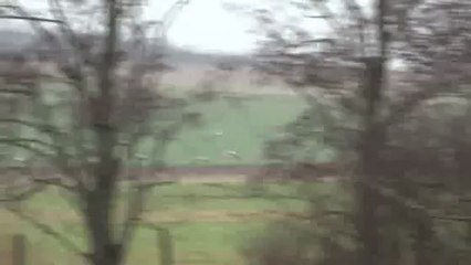 Grues cendrées, à Lezey, janvier 2013