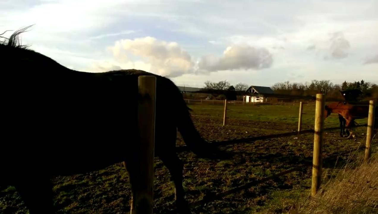 Chevaux à la campagne - test de l'appareil vidéo du Windows Phone 8X par HTC #testeursosh