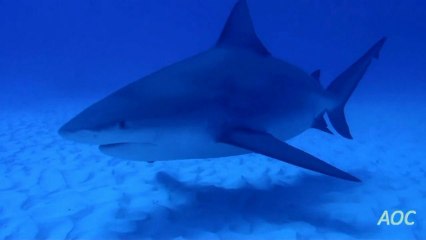 Tiburones toro de Mejico v2