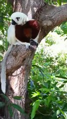 lesmakis du lac sacré de Mahajanga