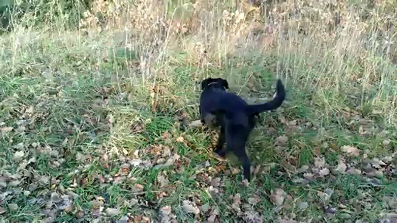 Gaïa, chienne labrador noir d'un an dans les bois - test Windows Phone 8 X par HTC #testeurSosh