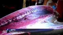 Atum gigante é arrematado por 1,8 milhão de dólares